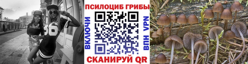 Псилоцибиновые грибы прущие грибы  darknet какой сайт  Каменск-Шахтинский  купить  